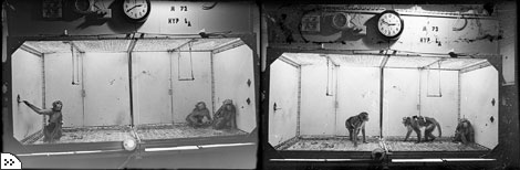 Самка макаки (крайняя слева на первой фотографии) быстро поняла, что с помощью рычага можно успокоить своего соседа по клетке - задиристого доминирующего самца. Рычаг посылал сигнал на стимосивер в его мозге, и гнев проходил. Крайний справа на левой фотографии - умиротворенный самец. На другой фотографии он снова стал агрессивен. В начале 60 х гг. Дельгадо провел множество подобных исследований, изучая влияние стимуляции мозга на социальные взаимоотношения.