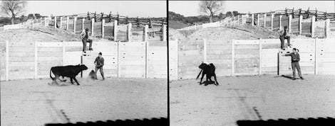 Критики настаивали, что стимуляция не подавила агрессию быка, как утверждал сам Дельгадо, а просто заставила его свернуть влево. Ученый, выросший в Ронде, где бои быков прочно укоренены в традиции, признается, что успел испугаться, прежде чем прибор заставил животное прекратить атаку.