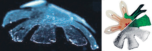 Сердце крысы понадобилось ученым, чтобы оживить искусственную медузу. Справа - ее внутреннее устройство.