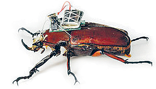 - Жук-шпион с вживленным чипом.